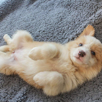 Plush Pet Blanket Mat – Soft Dog and Cat Air Conditioning Mat, Cozy Plush Bed Cover for All Seasons