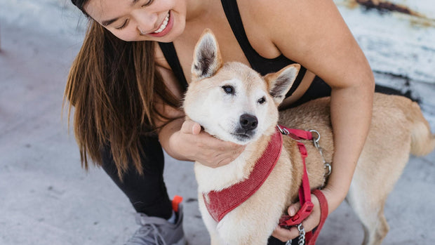 <h1>Dog Essentials</h1>