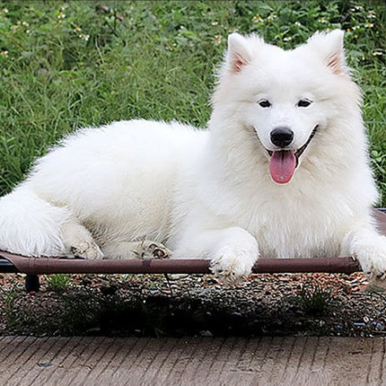 Moisture-Proof Raised Dog Bed with Removable Washable Cover – Oxford Cloth Pet Camp Bed