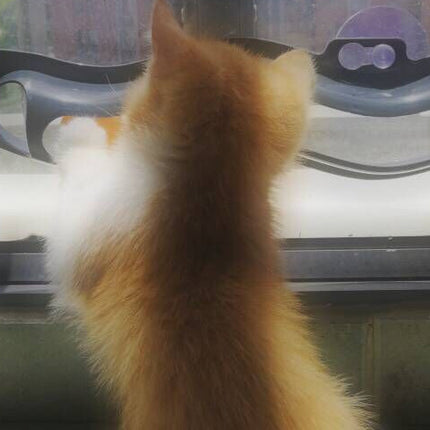 Window-Mounted Cat Track Ball Toy – Interactive Windowsill Cat Climbing & Play Frame