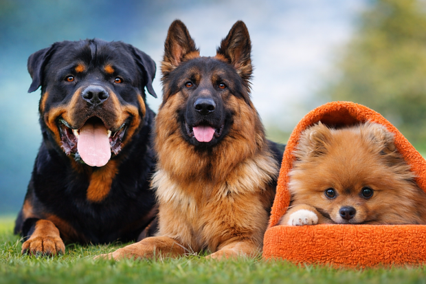 Banner image for: <h3>Popular for Dogs</h3>