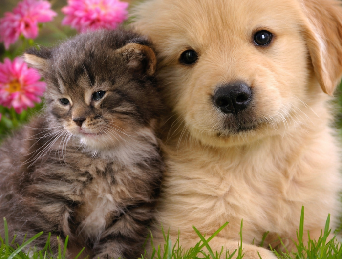 <h2>Browse All Pet Collections</h2>