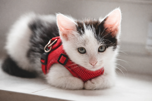 <strong>Cats</strong>