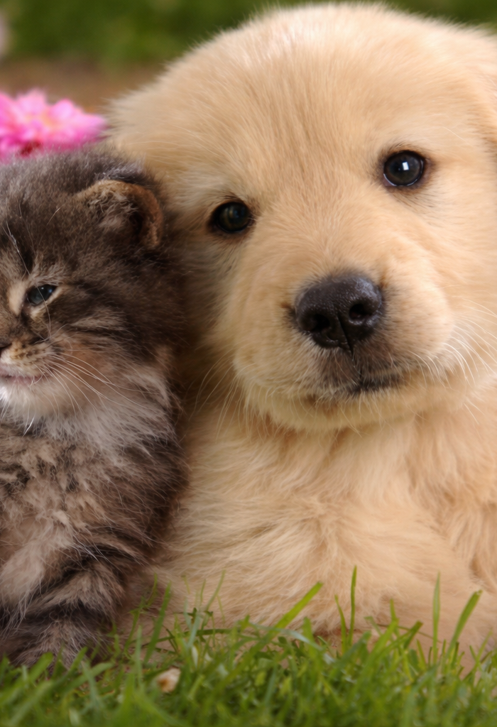 <h2>Browse All Pet Collections</h2>